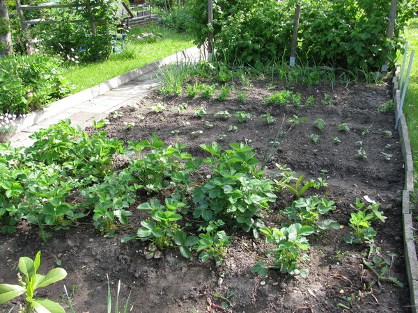 stock image Garden beds