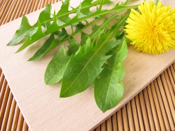 stock image Fresh dandelion greens