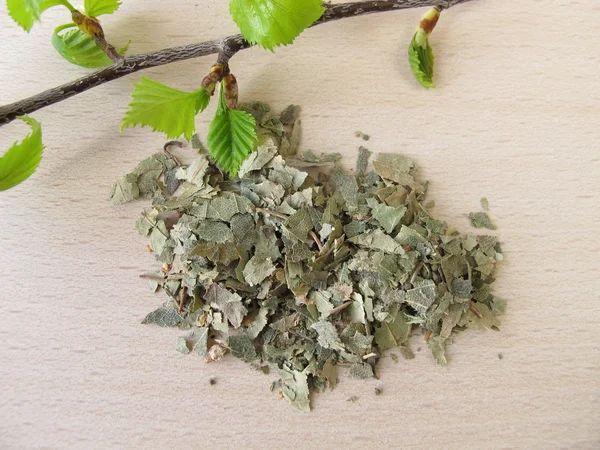 Folhas de bétula de prata, Betulae folium — Fotografia de Stock