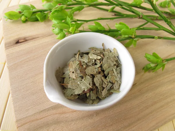 Borůvkové listí, myrtilli folium — Stock fotografie