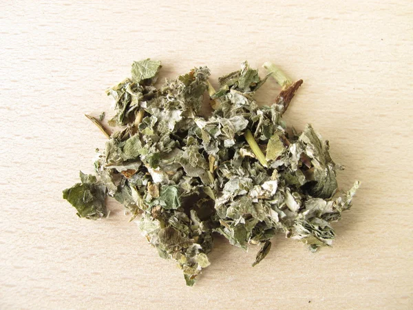 Borůvkové listí, myrtilli folium — Stock fotografie