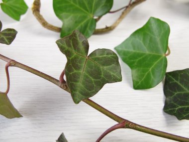 Hadi Ivy, Hedera sarmalı