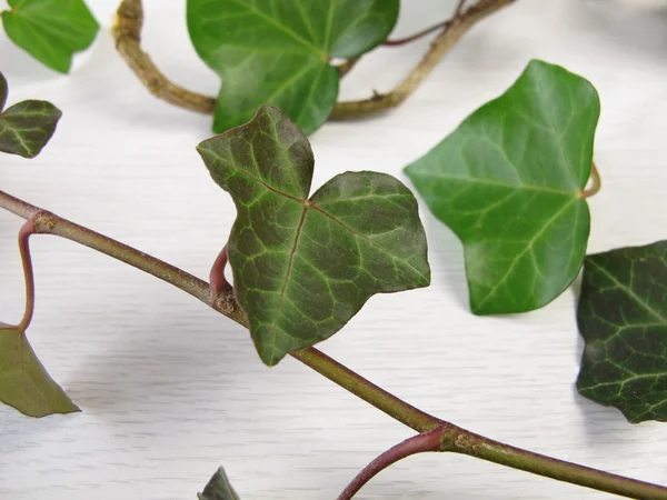 Common Ivy, Hedera helix — Stock Photo, Image