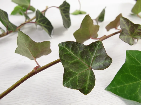 stock image Common Ivy, Hedera helix
