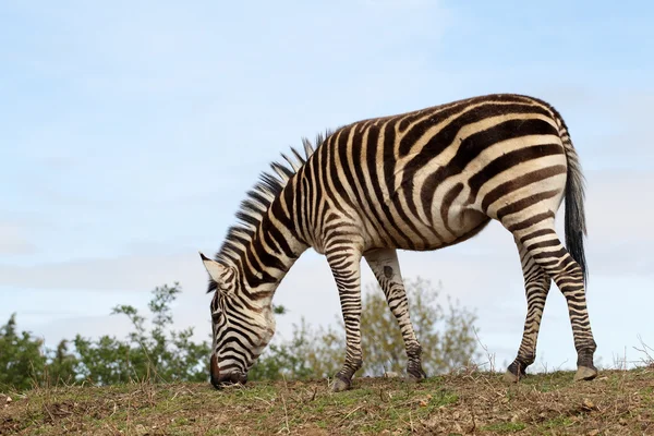 Zebra i zoo — Stockfoto