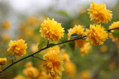 Kerria japonica pleniflora clipart