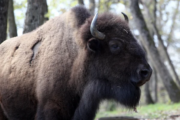 American bison — Stock Photo, Image