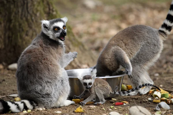 Ring-tailed lemur med unge — Stockfoto