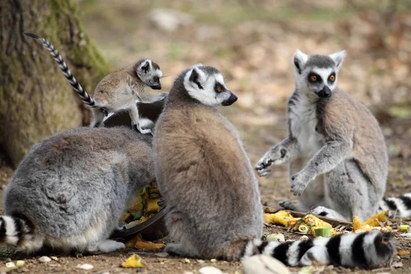 Ring-tailed lemur med unge — Stockfoto