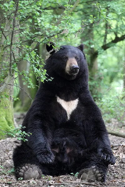 Американський Чорний ведмідь Стокове Зображення