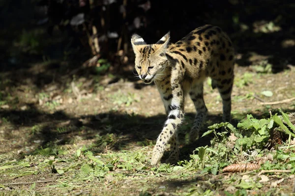 Il serval — Foto Stock