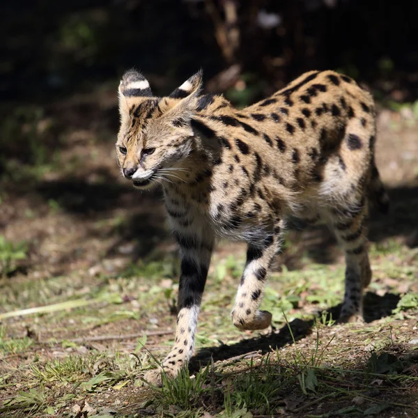 Serval — Zdjęcie stockowe