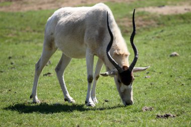 Addax in zoo clipart