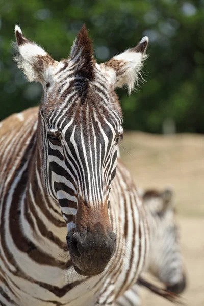 Zebra Hayvanat Bahçesi — Stok fotoğraf