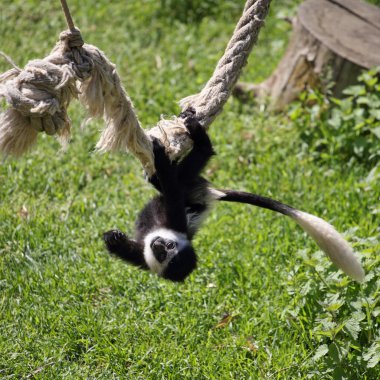 Mantled guereza