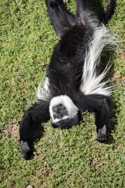 Mantled guereza