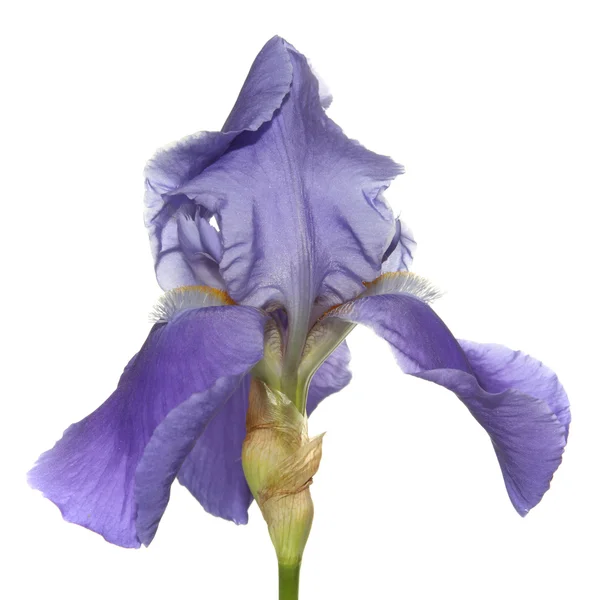 The iris — Stock Photo, Image