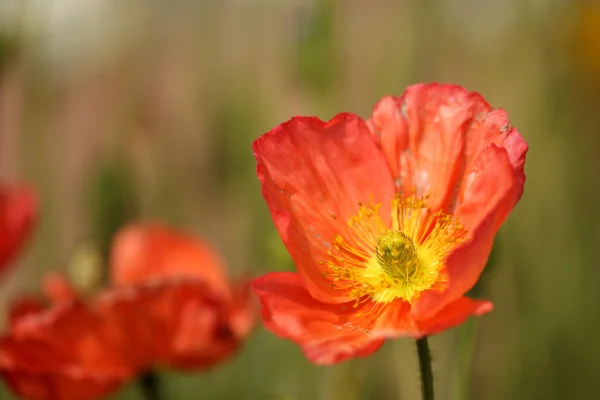 stock image Papaver