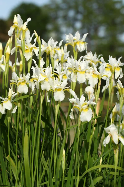 Iris in de tuin — Stockfoto