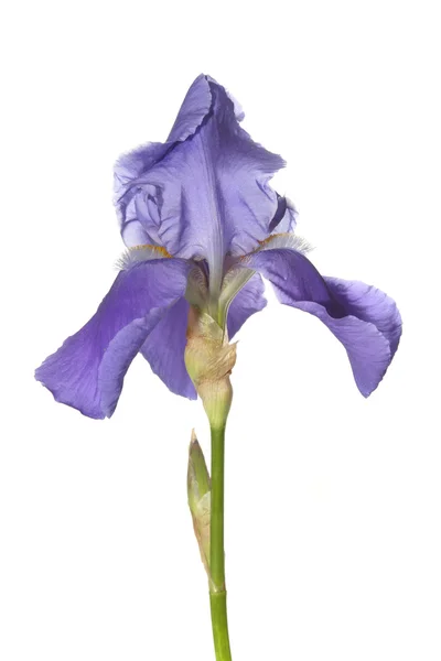 Iris en blanco —  Fotos de Stock