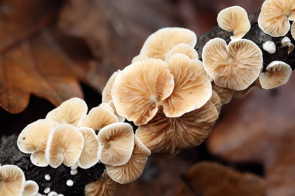 Stock image Mushroom in forest