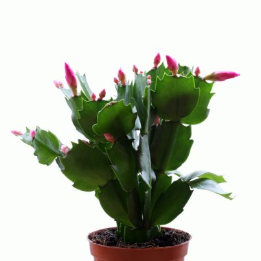 Schlumbergera