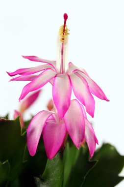 Schlumbergera