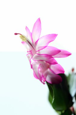 Schlumbergera