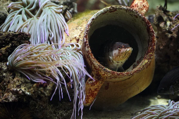 Peixe no aquário — Fotografia de Stock