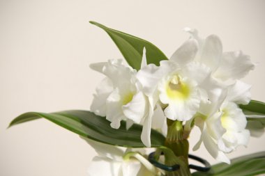 asil dendrobium