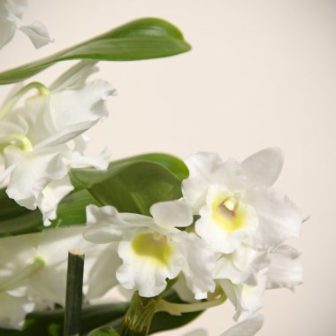 Noble dendrobium clipart