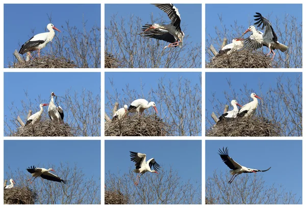 Fehér gólya — Stock Fotó