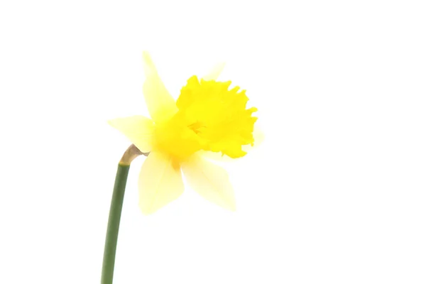Блідо-жовтий колір — стокове фото