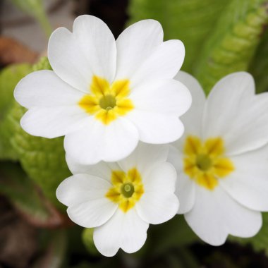 Primula vulgaris.