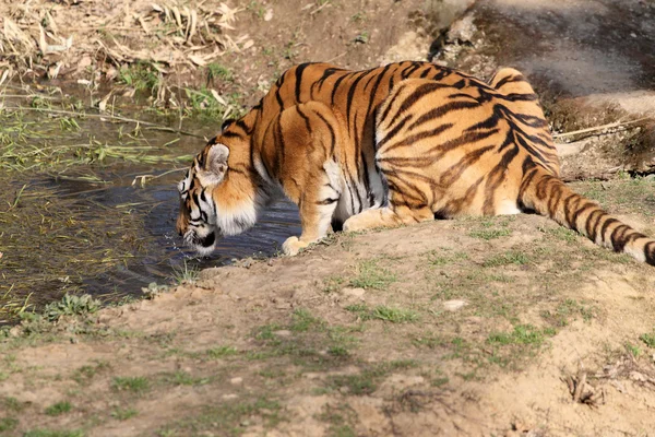Tygrys w niewoli — Zdjęcie stockowe