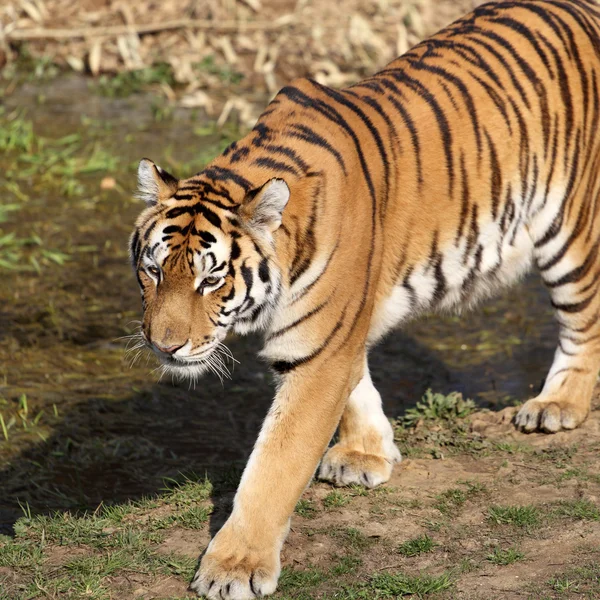 Тигр в плену — стоковое фото