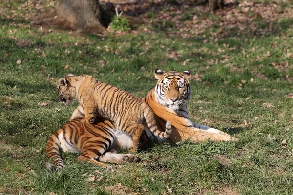 Tiger mit Jungtier — Stockfoto