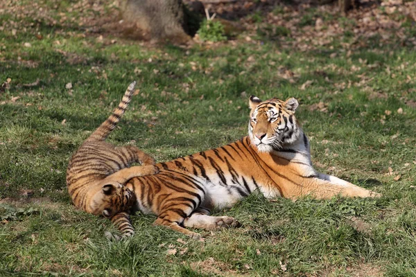Tygrys z cub — Zdjęcie stockowe