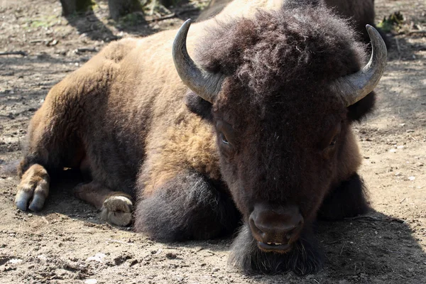 American bison, bison bison — Stock Photo, Image