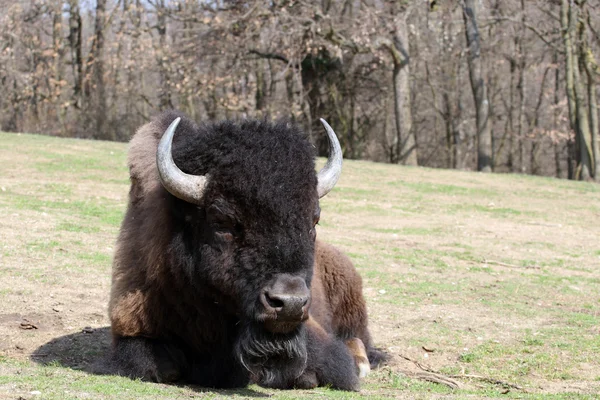 Bisonte-americano, bisonte-bisonte — Fotografia de Stock