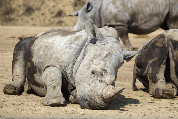Rinoceronte — Foto Stock