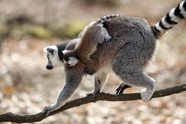 Lemure coda ad anello con cucciolo — Foto Stock