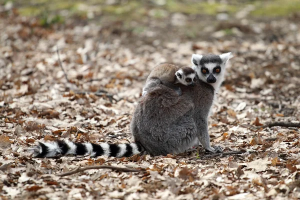 Lemure coda ad anello con cucciolo — Foto Stock