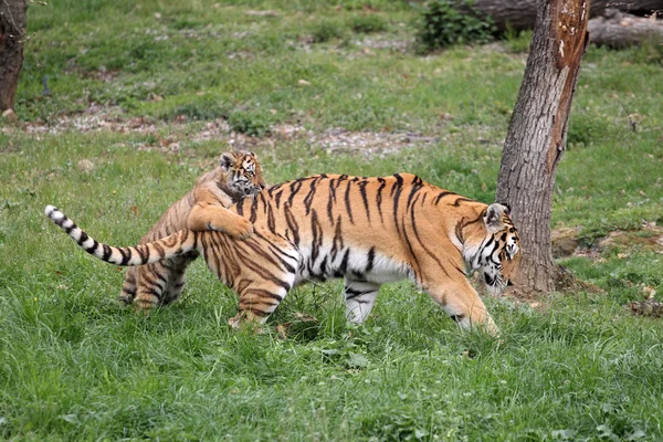 Tiger med unge – stockfoto