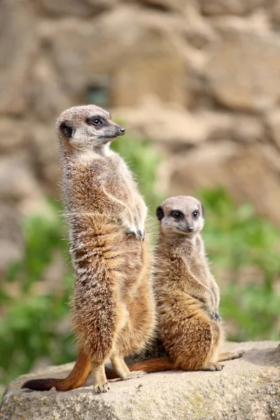 Meerkats — Fotografia de Stock