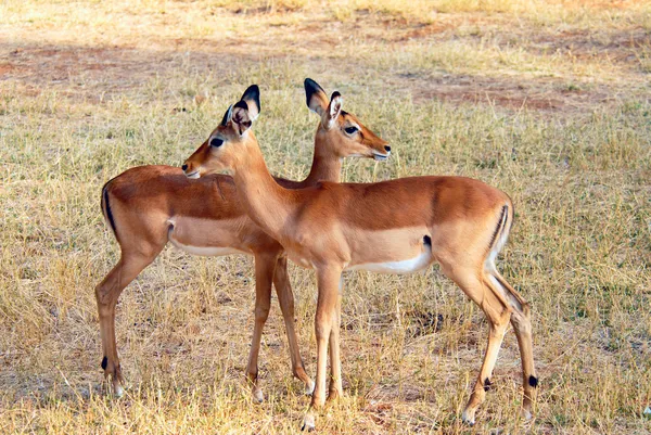 Twee impalas — Stockfoto