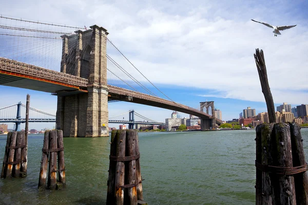 Brücken von Brooklyn und Manhattan — Stockfoto