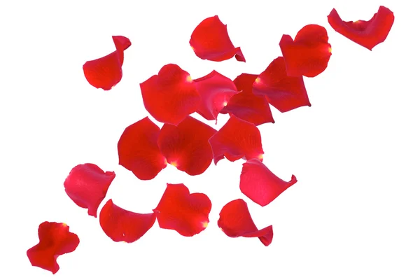 stock image Rose Petals