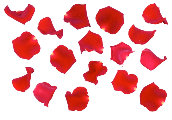 stock image Rose Petals