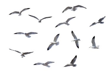 Flying Gulls clipart
